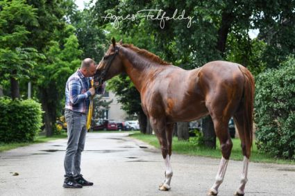 Elad� 5 �ves angol teliv�r m�n 