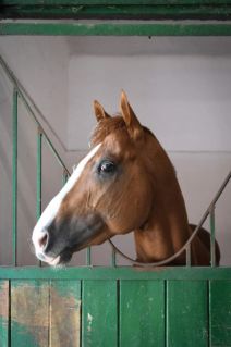 Elad� 5 �ves angol teliv�r m�n 