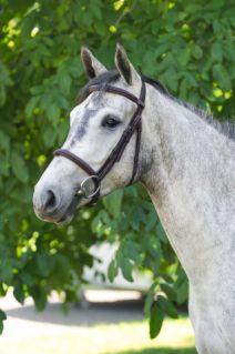Elad� 4 �ves zangersheide  kanca 