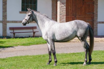 Elad� 4 �ves zangersheide  kanca 