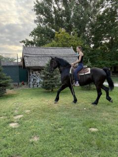 Elad� 5 �ves fr�z kanca 