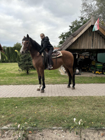 Elad� 9 �ves magyar f�lv�r kanca 