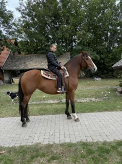 Elad� 9 �ves magyar f�lv�r kanca 