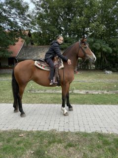 Elad� 9 �ves magyar f�lv�r kanca 