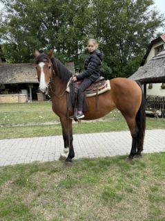 Elad� 9 �ves magyar f�lv�r kanca 