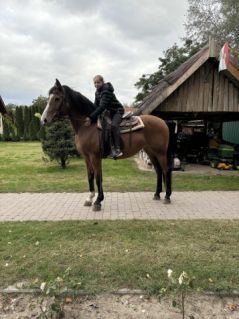 Elad� 9 �ves magyar f�lv�r kanca 