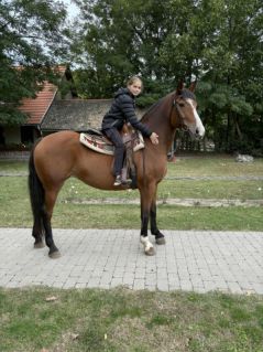 Elad� 9 �ves magyar f�lv�r kanca 