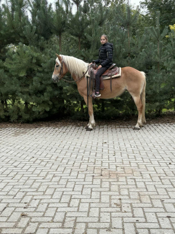 Elad� 8 �ves haflingi kanca 