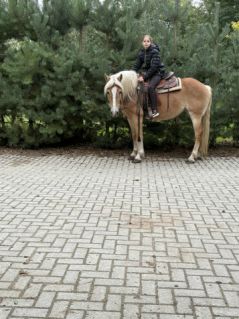 Elad� 8 �ves haflingi kanca 