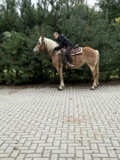 Elad� 8 �ves haflingi kanca 