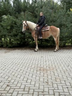 Elad� 8 �ves haflingi kanca 