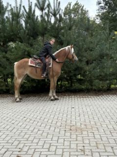 Elad� 8 �ves haflingi kanca 