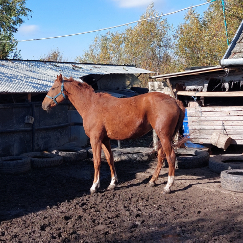 Elad� 3 �ves kisb�ri f�lv�r kanca 