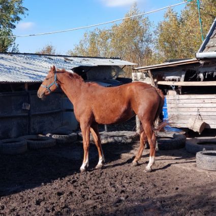 Elad� 3 �ves kisb�ri f�lv�r kanca 