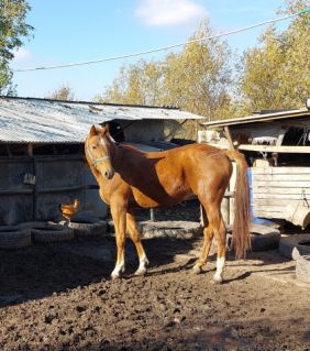 Elad� 3 �ves kisb�ri f�lv�r kanca 