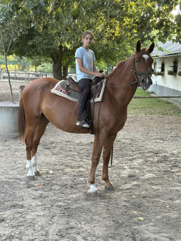 Elad 6 ves kisbri flvr herlt 