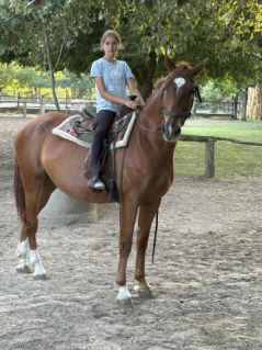 Elad 6 ves kisbri flvr herlt 