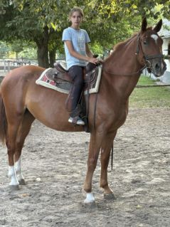 Elad 6 ves kisbri flvr herlt 