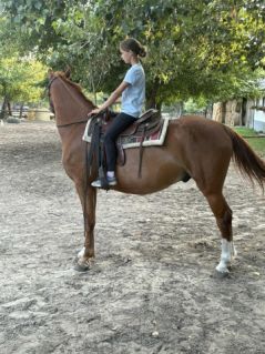 Elad 6 ves kisbri flvr herlt 