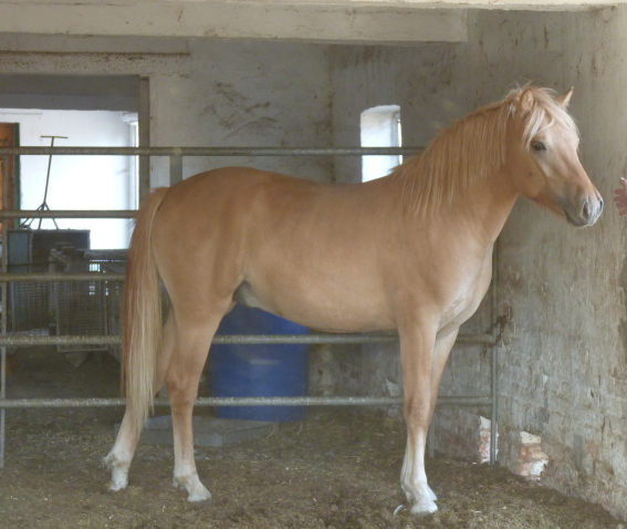 Elad 1 ves sportpni mn 