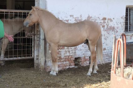 Elad 1 ves sportpni mn 