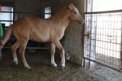 Elad 1 ves sportpni mn 