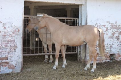 Elad 1 ves sportpni mn 