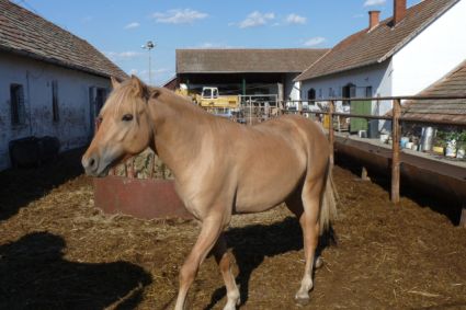 Elad 1 ves sportpni mn 