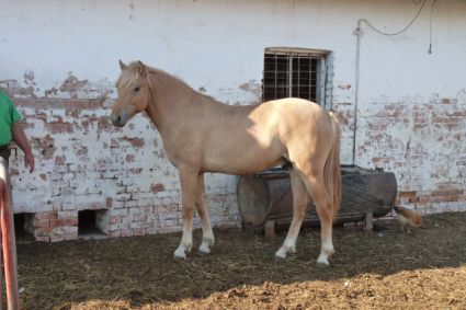 Elad 1 ves sportpni mn 