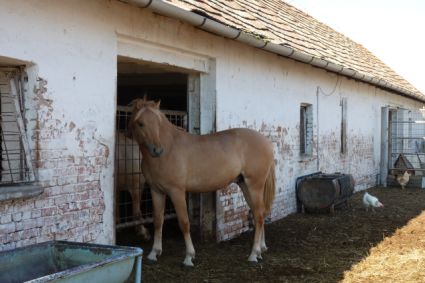 Elad 1 ves sportpni mn 