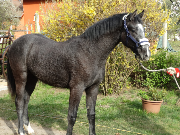 Elad� 1 �ves oldenburgi m�n 