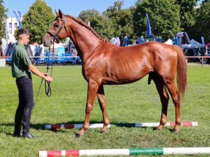 Elad� 4 �ves kisb�ri f�lv�r m�n 