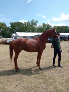 Elad� 4 �ves kisb�ri f�lv�r m�n 