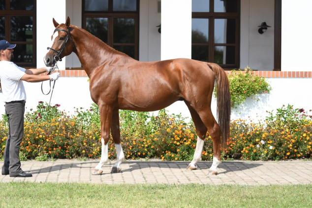 Elad� 12 �ves magyar sportl� m�n 