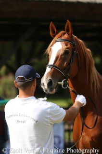 Elad� 12 �ves magyar sportl� m�n 