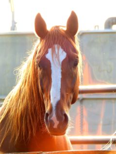 Elad� 12 �ves magyar sportl� m�n 