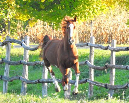 Elad� 12 �ves magyar sportl� m�n 