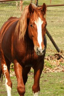 Elad� 12 �ves magyar sportl� m�n 