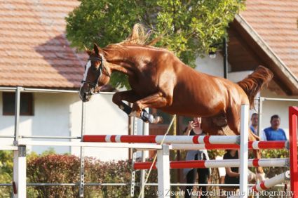 Elad� 12 �ves magyar sportl� m�n 