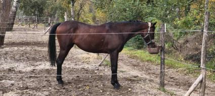 Elad� 8 �ves angol teliv�r her�lt 