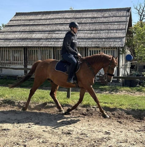 Elad� 14 �ves gidr�n her�lt 