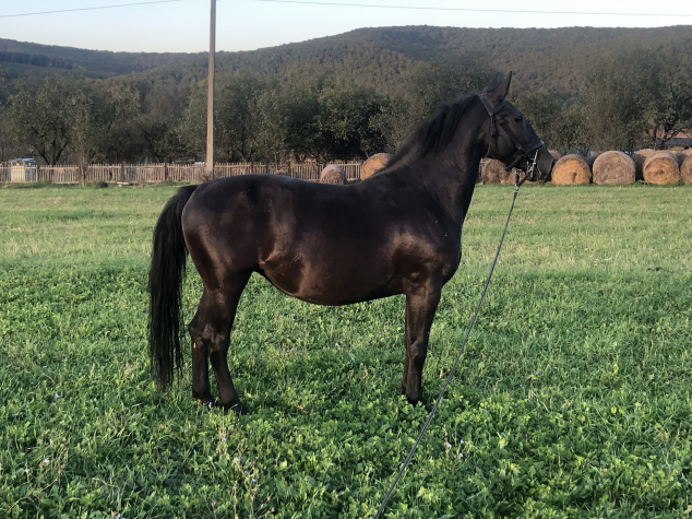 Elad� 5 �ves n�niusz kanca 