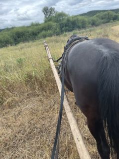 Elad� 5 �ves n�niusz kanca 