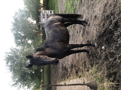 Elad� 5 �ves n�niusz kanca 