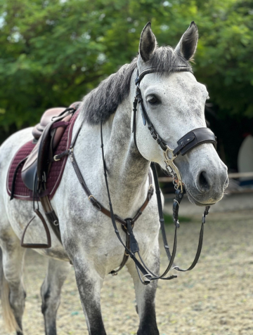 Elad� 8 �ves magyar f�lv�r her�lt 