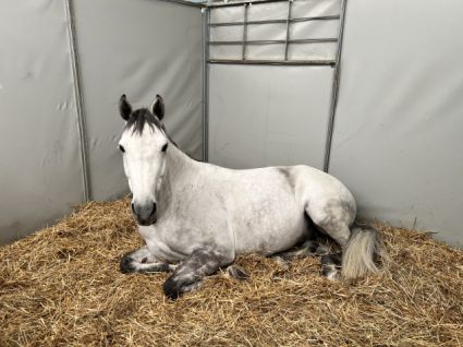 Elad� 8 �ves magyar f�lv�r her�lt 