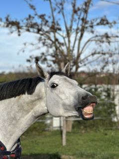 Elad� 8 �ves magyar f�lv�r her�lt 