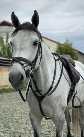 Elad� 8 �ves magyar f�lv�r her�lt 