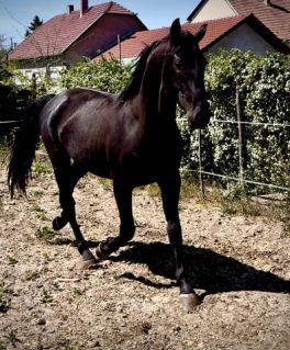 Elad� 3 �ves n�niusz m�n 