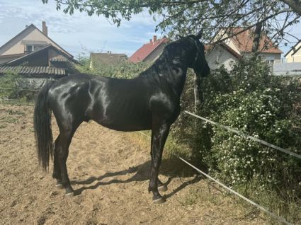 Elad� 3 �ves n�niusz m�n 